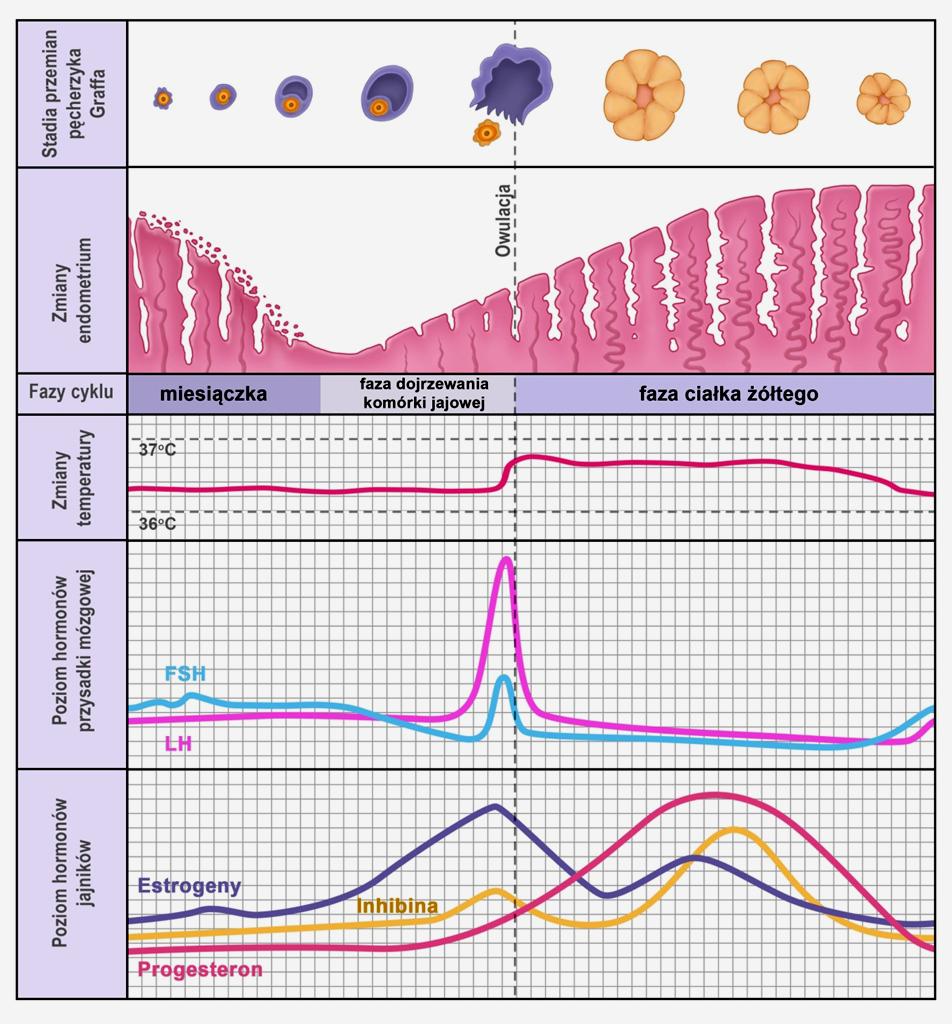 Synteza hormonów w cyklu menstruacyjnym Fazy cyklu jajnikowego: -pęcherzykowa (wytwarzanie estradiolu) - lutealna