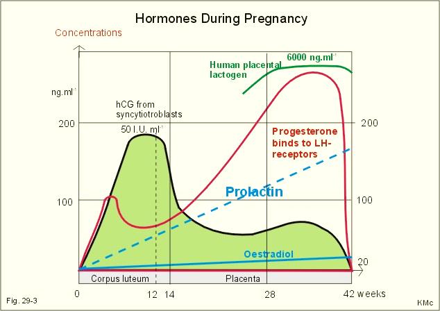 Stężenie hormonów w