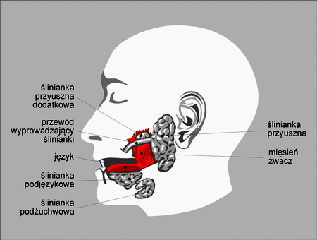 Ślina jest wydzielana przez: ślinianki przyuszne, podjęzykowe i podżuchwowe małe