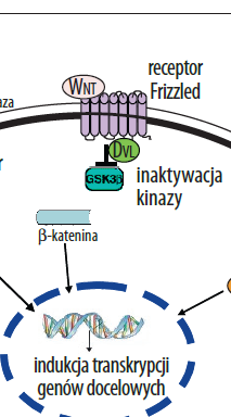 Sygnaling 2 2) Szlak sygnalizacyjny Wnt rodzina białek wydzielanych poza komórkę, wchodzących w interakcje ze związkami w macierzy zewnątrzkomórkowej.