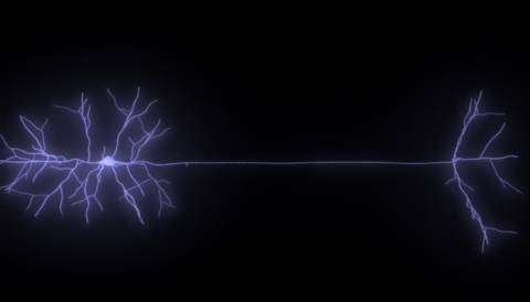 Wypustki neuronu Wybarwione ciało komórkowe neuronu i