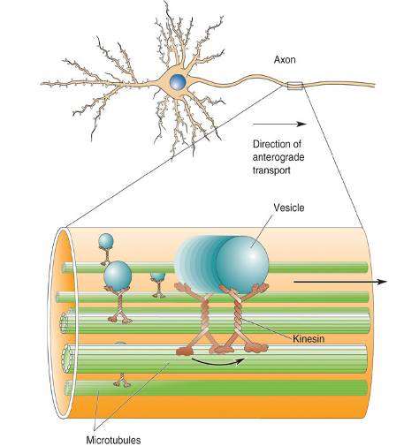 Transport aksonalny Odbywa się wzdłuż mikrotubul Od ciała komórki do zakończeń aksonu (anterogradnie) przenoszone są pęcherzyki i mitochondria. Motorem molekularnym jest białko kinezyna.