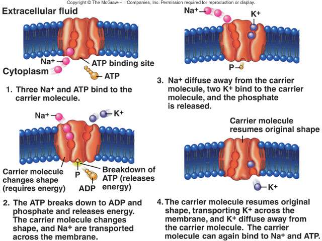 (trójfosforan adenozyny) usuwa z komórki 3 jony sodu, wprowadzając jednocześnie dwa jony potasu.