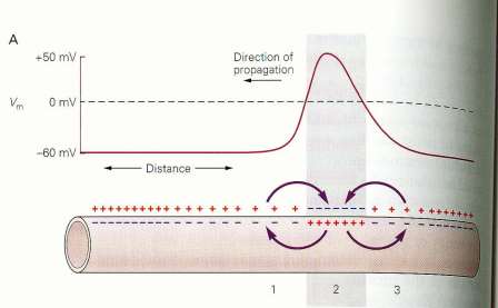 Wzgórek aksonalny Depolaryzacja wzgórka aksonalnego zapoczątkowuje całkowitą depolaryzację neuronu i generację potencjału