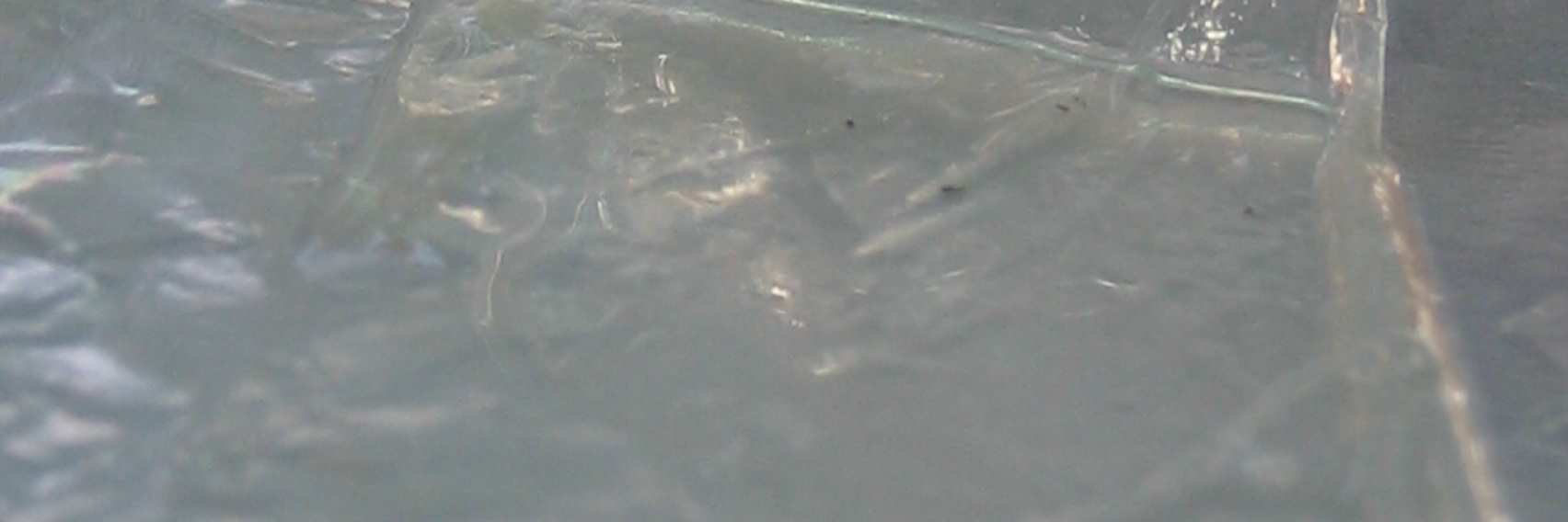 implantacją Fig. 1.