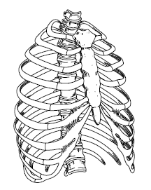 Zaznacz punkt, w którym podano prawidłowy opis elementów rysunku. A. 3 kręg obrotowy, 4 kość krzyŝowa,6 kręgi piersiowe, 7 typowe kręgi szyjne B.