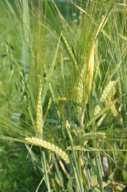 źdźbło) liście tworzą pochwę liściową i języczek plewa dolna plewka dolna ośd Arrhenatherum elatius rajgras wyniosły (po