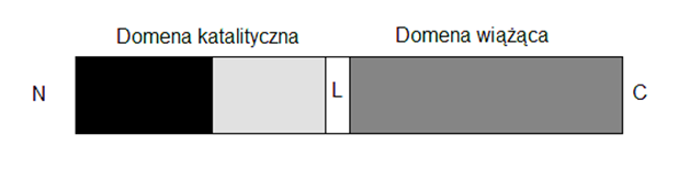 Postepy Hig Med Dosw (online), 2015; tom 69: 114-126 Organizacja strukturalna endolizyn fagowych Warstwa peptydoglikanu bakterii Gram-ujemnych, która leży w przestrzeni peryplazmatycznej otoczona