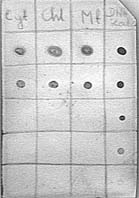 Rys. 8. Test na wydajność znakowania sond specyficznych dla genów kodujących chloroplastowe, cytoplazmatyczne i mitochondrialne izoenzymy aminotransferazy asparaginianowej.