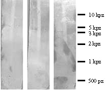 sprzęŝonej z fosfatazą alkaliczną i substratami do barwnej reakcji: fosforanem 5-bromo- 4-chloro-3-indoksylu i błękitem nitrotetrazoliowym (rys. 10)