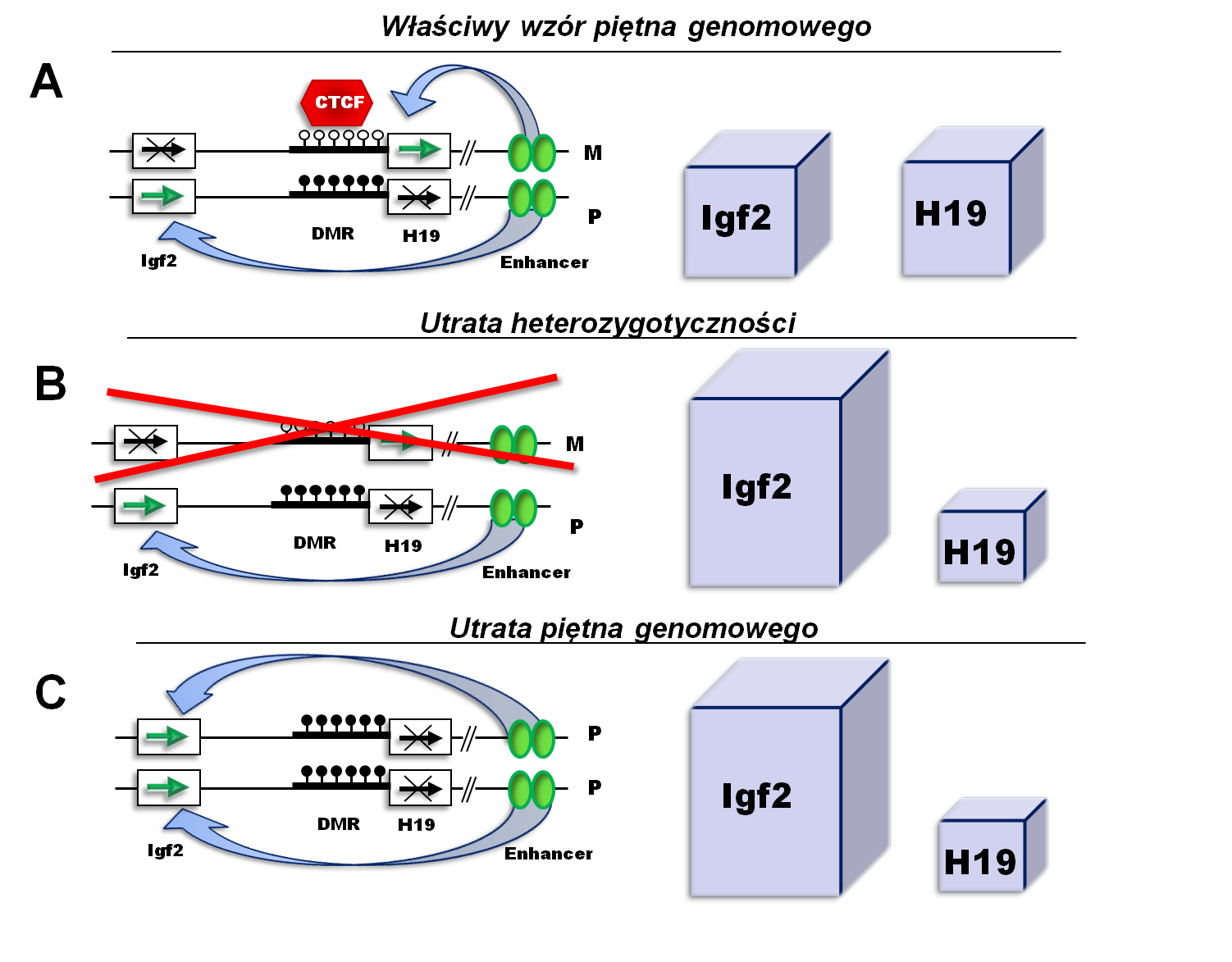 Tarnowski M. i wsp. Molekularne mechanizmy regulacji przerzutowania komórek nowotworowych... Ryc. 1. Rola tandemu genów Igf2-H19 w proliferacji komórek.