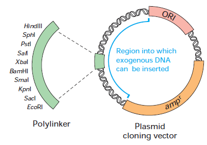 Fig 1. Schemat wektora bakteryjnego [Gene Cloning and DNA Analysis, T.A. Brown] Eksperyment wymaga jednak by wprowadzone za pomocą wektora rekombinowane DNA ulegało ekspresji w komórkach ssaczych.