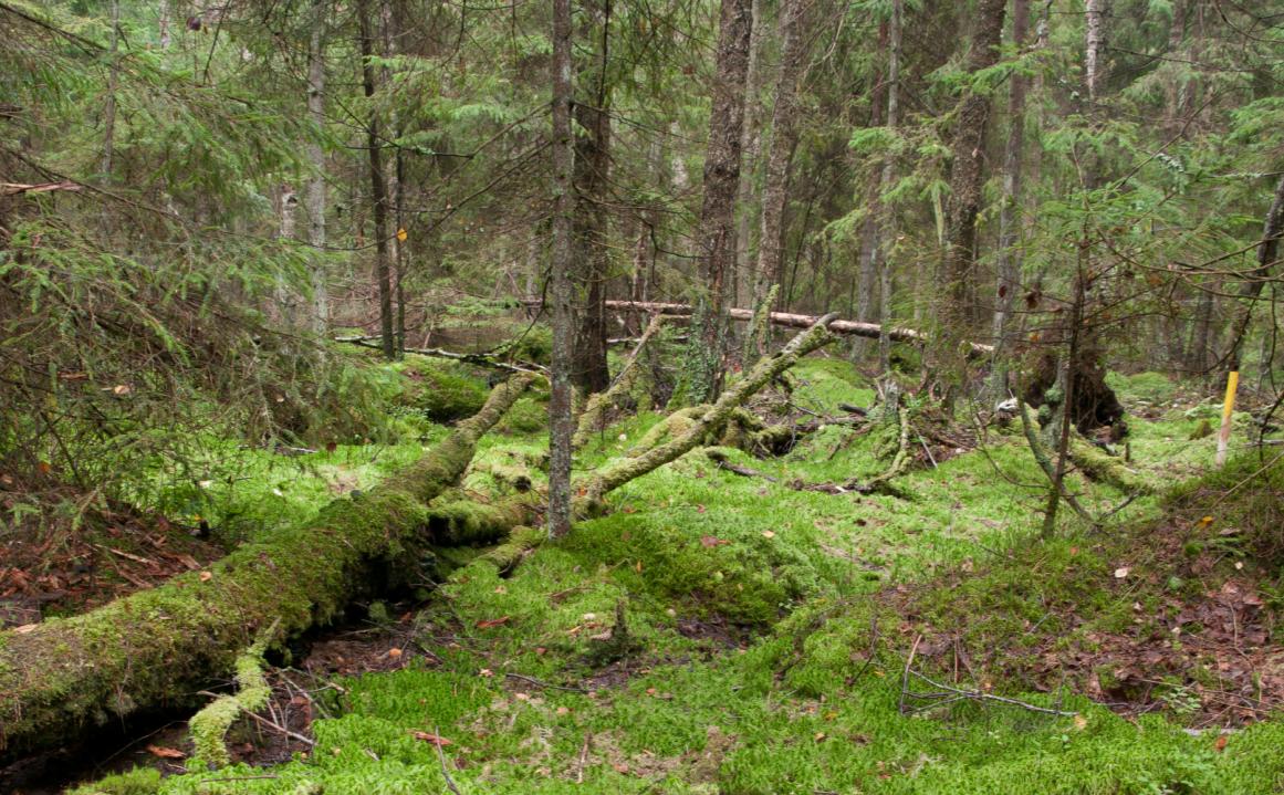 Wigierski Park Narodowy Raport z realizacji projektu: Badania