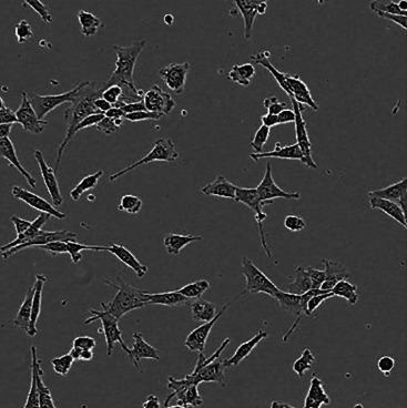 cytotoksyczność pochodzącej od odczynnika GF-AFC mierzonej jako zmiana wewnątrzkomórkowego stężenia