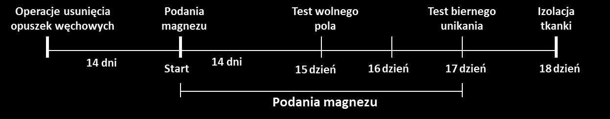 3.2 Model bulbektomii Rozdział 3 umieszczane pojedynczo pośrodku koła i pozostawiane na 3 minuty na platformie.