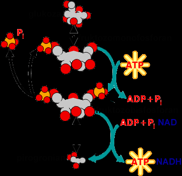 synteza glukozy (u zwierząt) glikoliza GLIKOLIZA energia z cukrów heksozy (6C) i ich polimery do przechowania energii przy odłączaniu reszt fosforanowych przemienia się