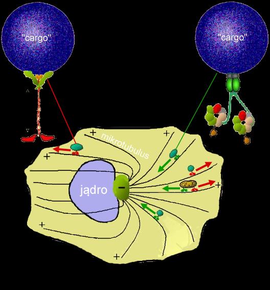 TRANSPORT w cytoplazmie 2ATP na krok 16 nm kinezyna (ATPaza) mikrotubulus dyneina TEM kroczące ATPazy przemieszczają