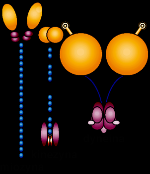podjednostek globularnej aktyny podobnie jak inne ATPazy po mikrotubuli