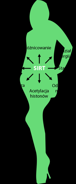 Geny SIRT (sirtuiny) Sirtuiny to grupa białek enzymatycznych występujących w każdej komórce naszego organizmu.