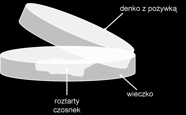 3. Bakteriobójcze działanie czosnku: Czosnek od kilku tysięcy lat cieszy się sławą jako przyprawa i środek leczniczy. Skład chemiczny czosnkuobejmuje m. in.
