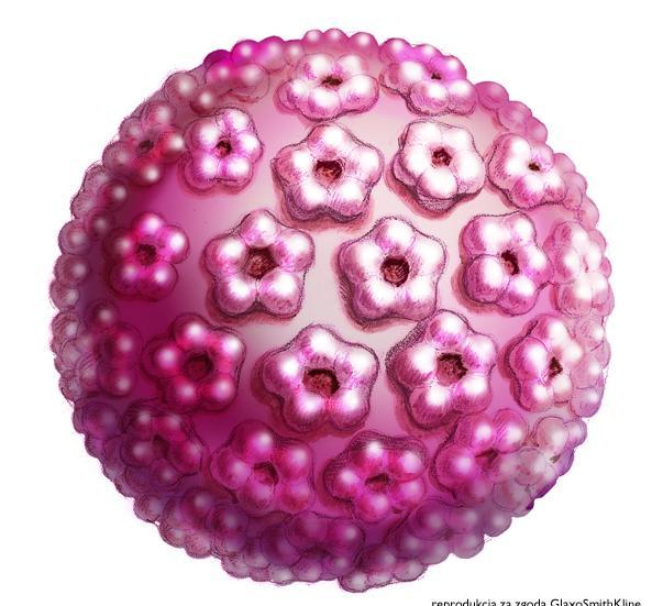 Przyczyna raka szyjki macicy Główną przyczyną jest zakażenie wirusem brodawczaka ludzkiego (HPV). 6.X.2008 r.