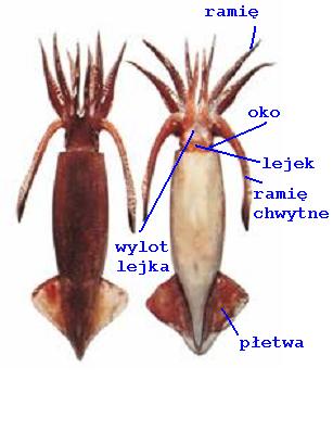 typ MIĘCZAKI gromada GŁOWONOGI