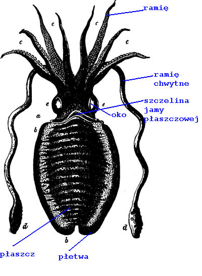 KAŁAMARNICE   MĄTWY