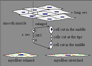 Dłg. 20 500 µm Tkanka mięśniowa gładka (mezenchyma) Miocyt gładki Kształt wrzecionowaty Otoczone błoną podstawną Jedno jądro położone centralnie.