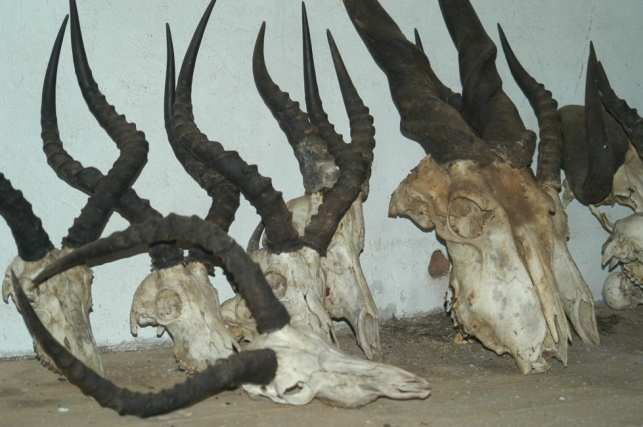 Południowo-afrykańscy właściciele ziemscy inwestują w zwierzynę South African landowners invest in wildlife Przykład/Example: