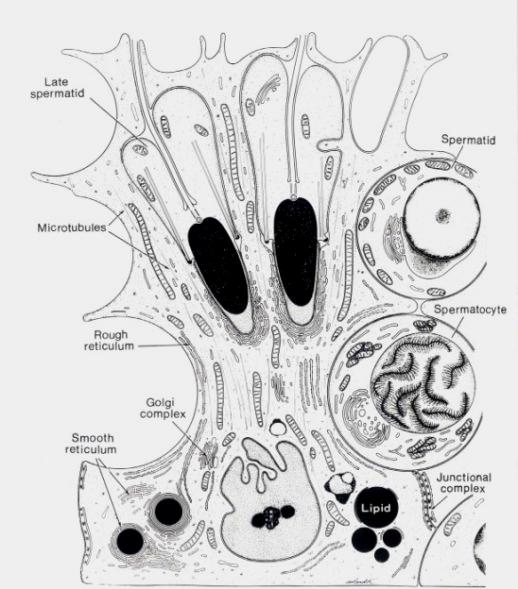 komórek Sertoliego Spermatocyty Plemniki Jądra komórek Sertoliego Komórki mioidalne Naczynie krwionośne Komórki Leydiga Spermatogonia A d ciemne