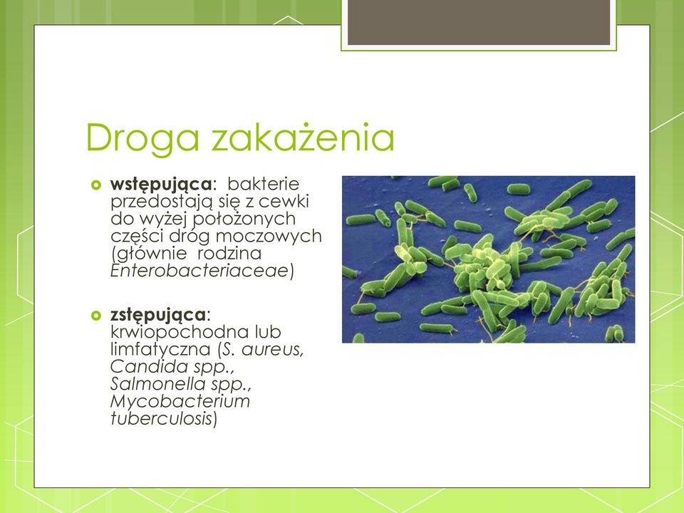 Enterobacteriaceae) zstępująca: krwiopochodna lub limfatyczna