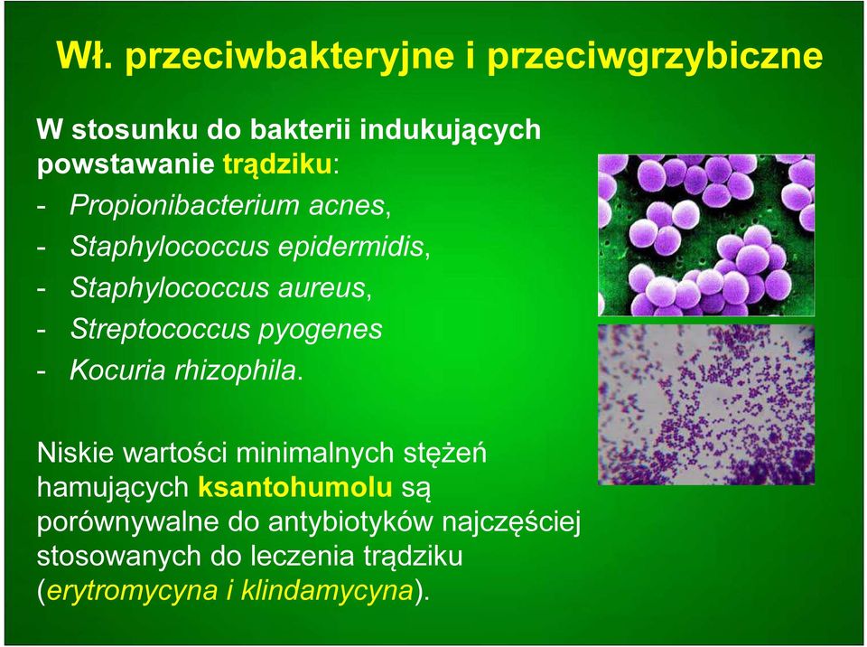 Streptococcus pyogenes - Kocuria rhizophila.