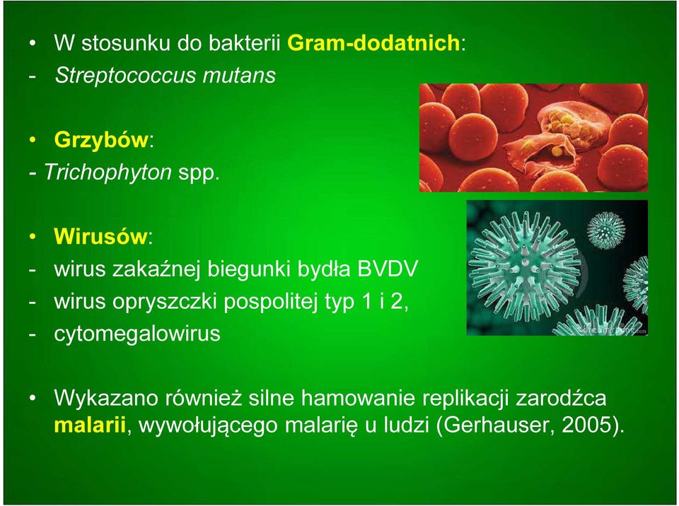 Wirusów: - wirus zakaźnej biegunki bydła BVDV - wirus opryszczki pospolitej