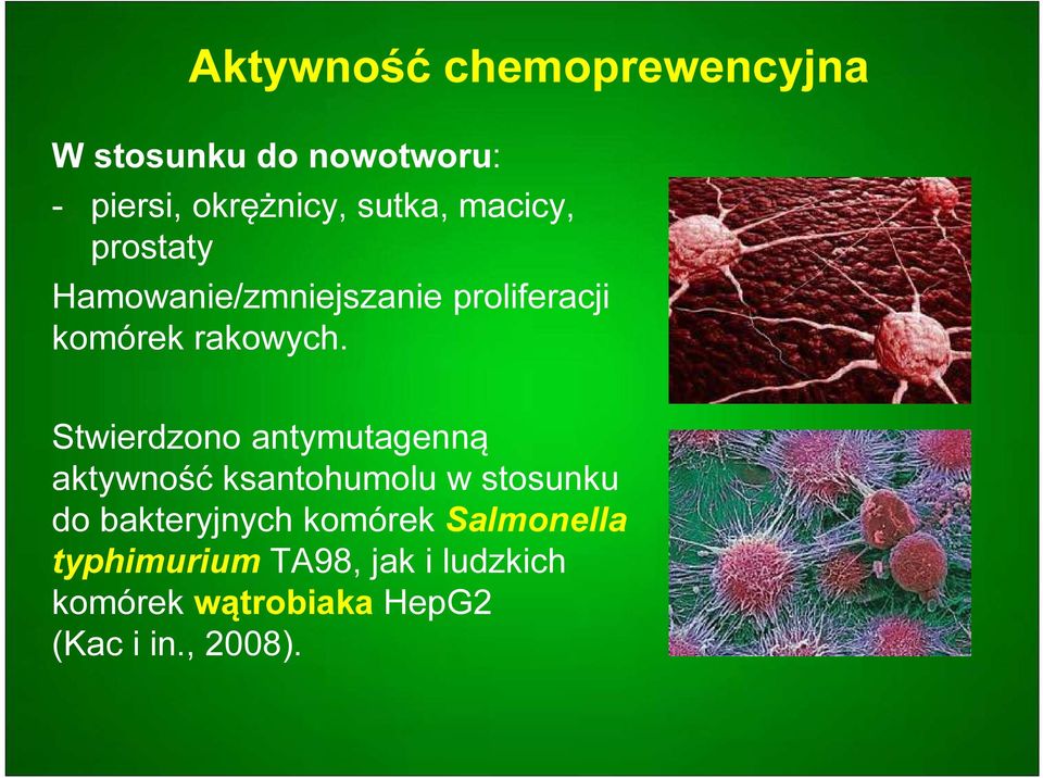 Stwierdzono antymutagenną aktywność ksantohumolu w stosunku do bakteryjnych