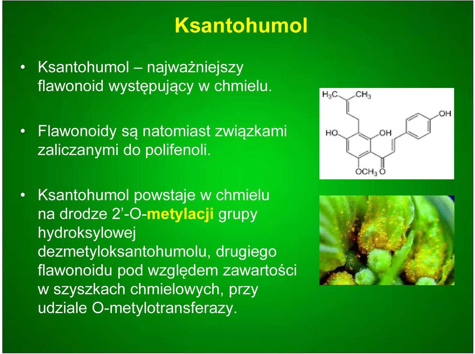 Ksantohumol powstaje w chmielu na drodze 2 -O-metylacji grupy hydroksylowej