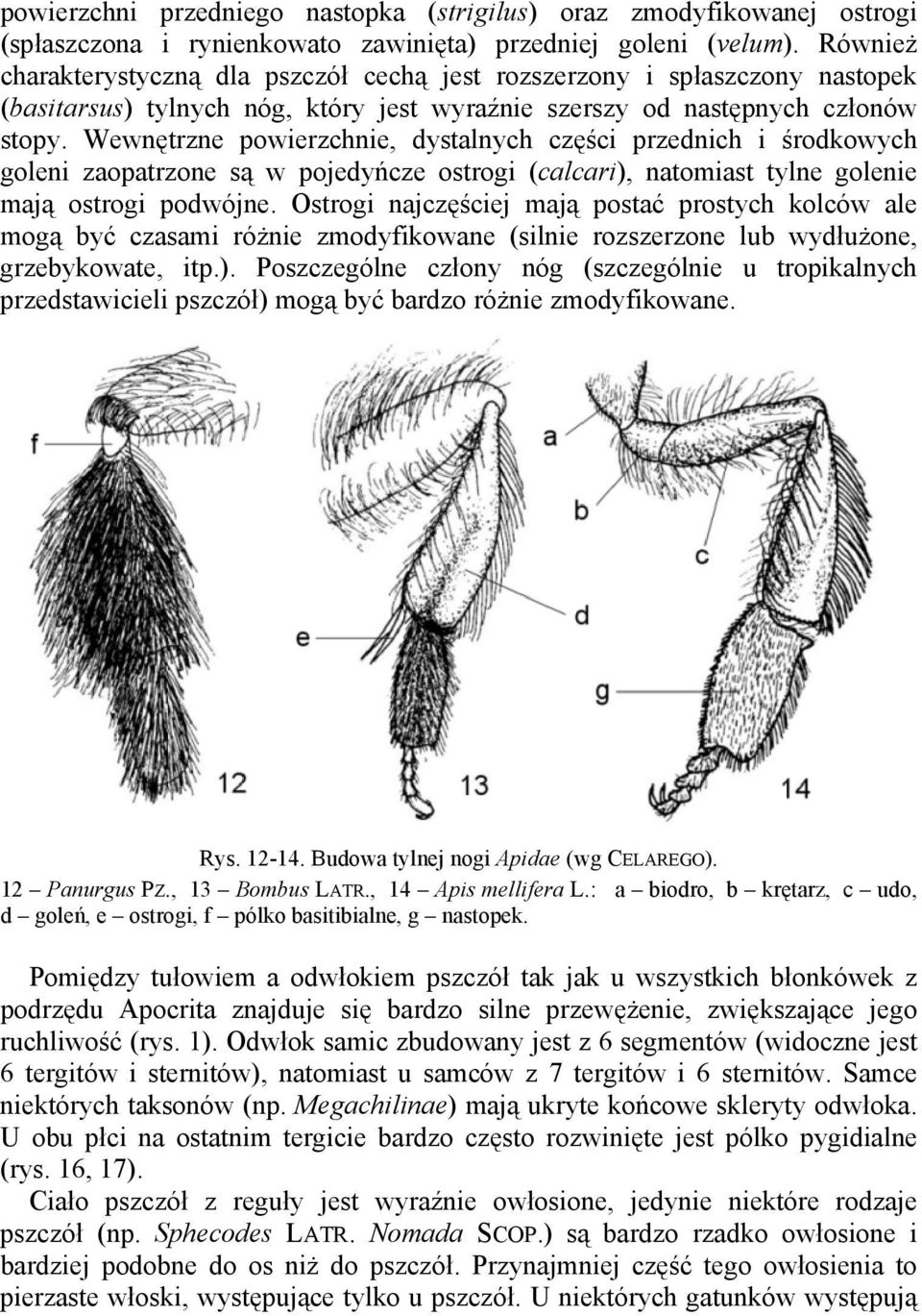 Wewnętrzne powierzchnie, dystalnych części przednich i środkowych goleni zaopatrzone są w pojedyńcze ostrogi (calcari), natomiast tylne golenie mają ostrogi podwójne.
