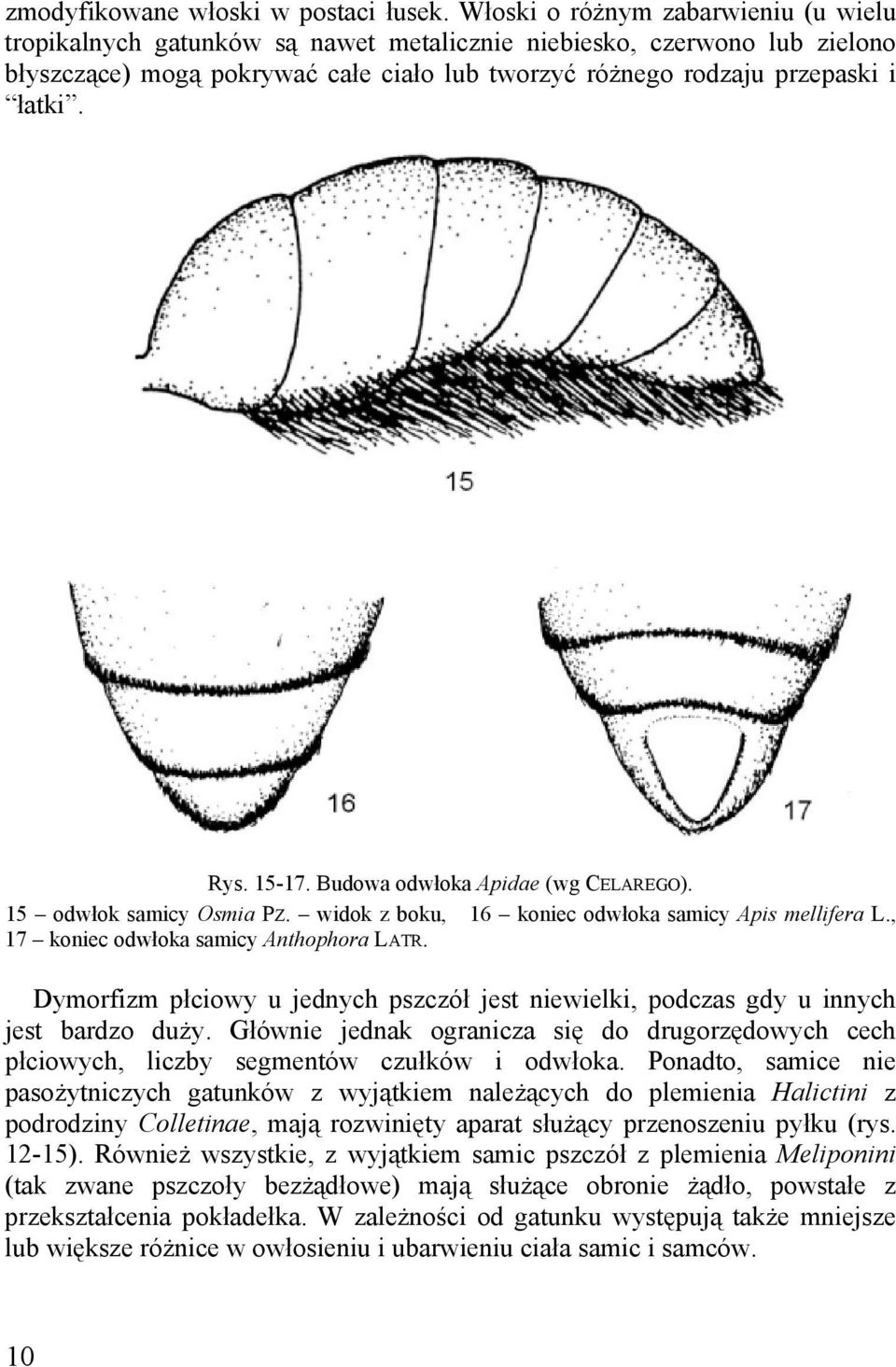 15-17. Budowa odwłoka Apidae (wg CELAREGO). 15 odwłok samicy Osmia PZ. widok z boku, 16 koniec odwłoka samicy Apis mellifera L., 17 koniec odwłoka samicy Anthophora LATR.