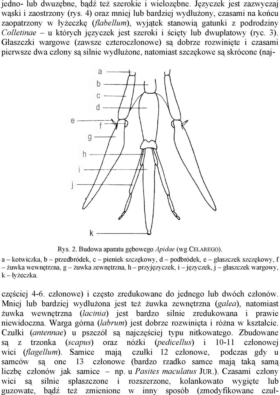 (ryc. 3). Głaszczki wargowe (zawsze czteroczłonowe) są dobrze rozwinięte i czasami pierwsze dwa człony są silnie wydłużone, natomiast szczękowe są skrócone (naj- Rys. 2.