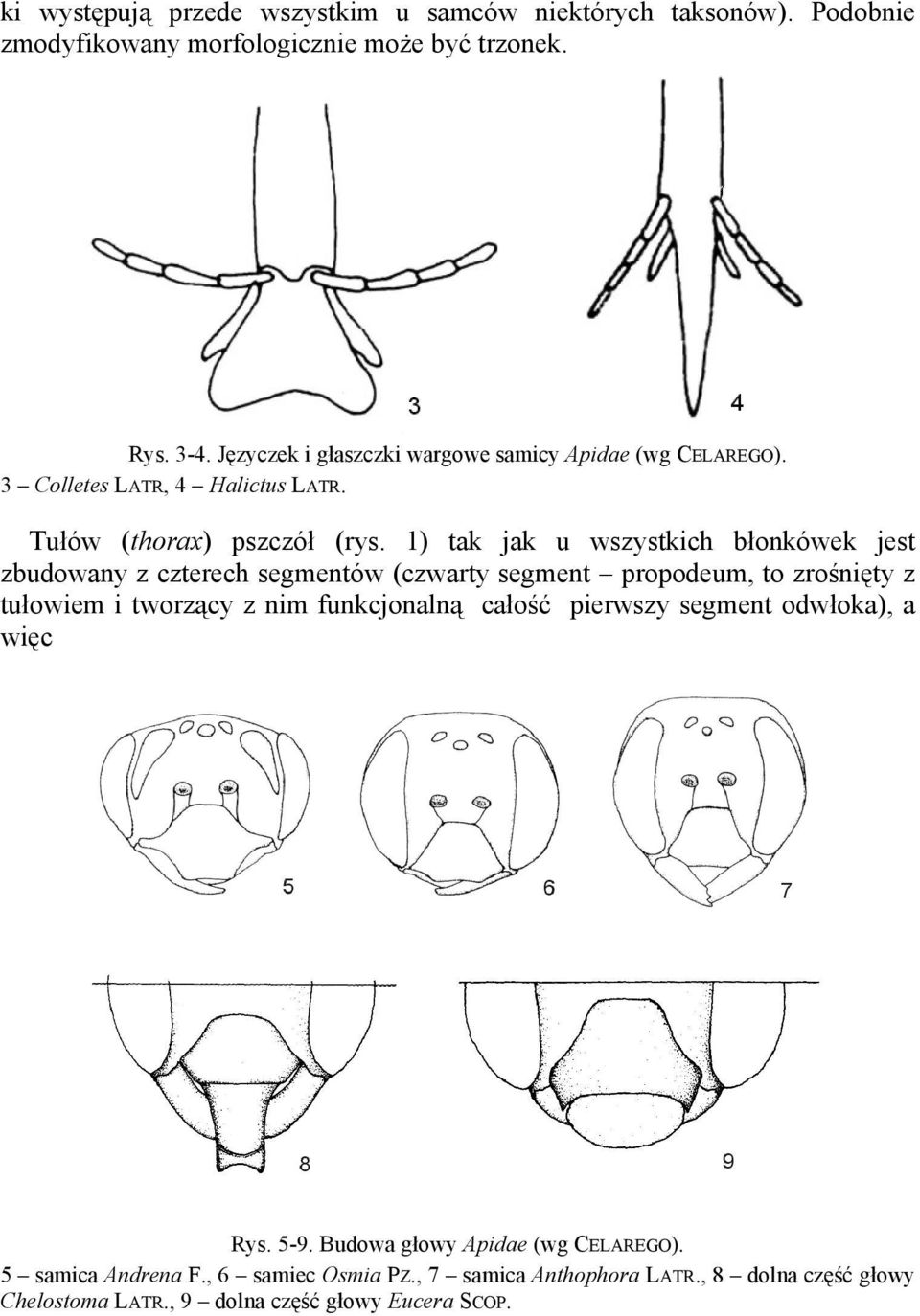 1) tak jak u wszystkich błonkówek jest zbudowany z czterech segmentów (czwarty segment propodeum, to zrośnięty z tułowiem i tworzący z nim funkcjonalną