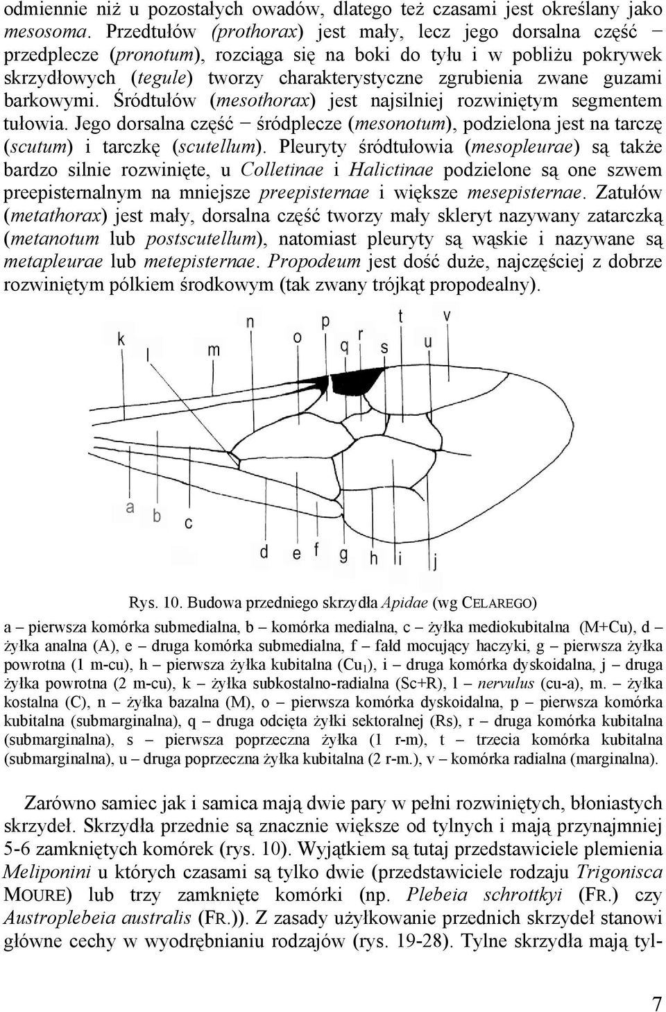 guzami barkowymi. Śródtułów (mesothorax) jest najsilniej rozwiniętym segmentem tułowia. Jego dorsalna część śródplecze (mesonotum), podzielona jest na tarczę (scutum) i tarczkę (scutellum).