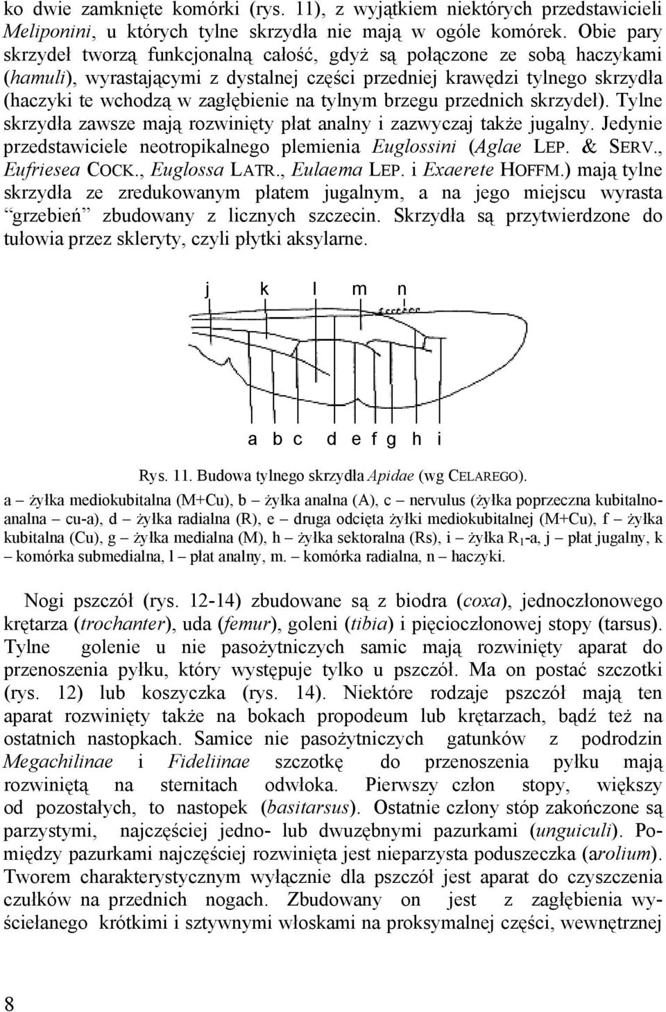 tylnym brzegu przednich skrzydeł). Tylne skrzydła zawsze mają rozwinięty płat analny i zazwyczaj także jugalny. Jedynie przedstawiciele neotropikalnego plemienia Euglossini (Aglae LEP. & SERV.