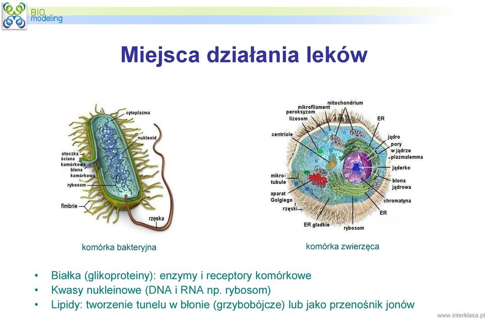 nukleinowe (DNA i RNA np.