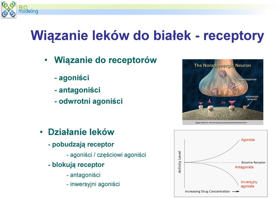 Działanie leków - pobudzają receptor - agoniści /