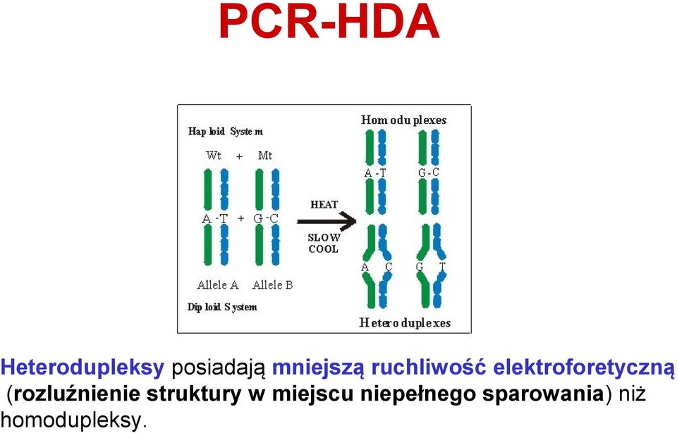 elektroforetyczną (rozluźnienie