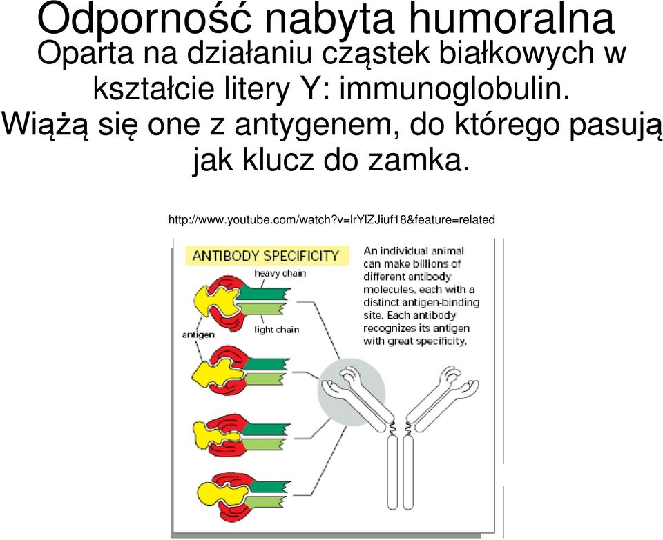 Wiążą się one z antygenem, do którego pasują jak klucz