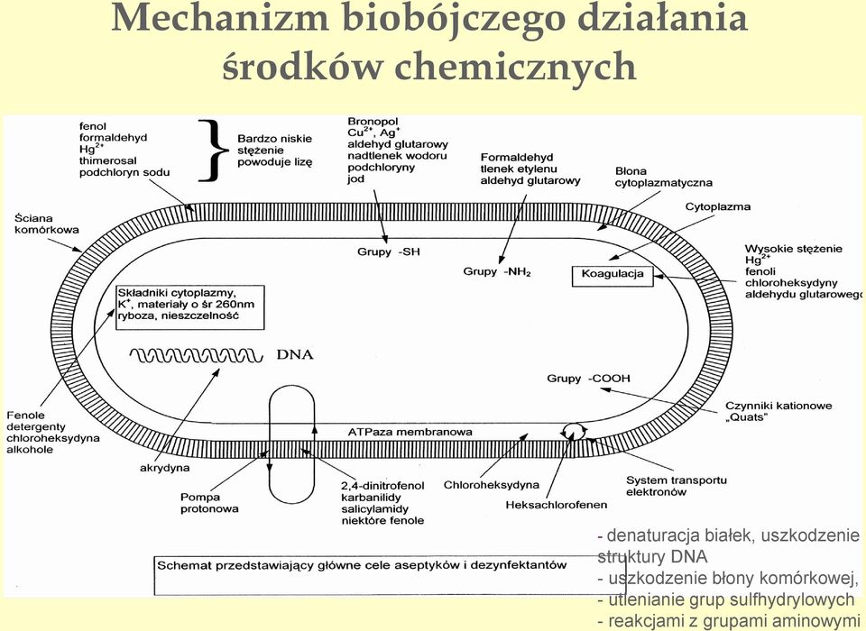 struktury DNA - uszkodzenie błony komórkowej, -