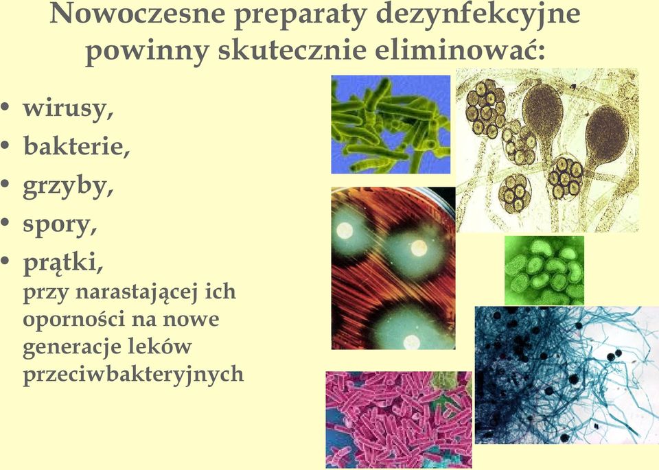 grzyby, spory, prątki, przy narastającej ich