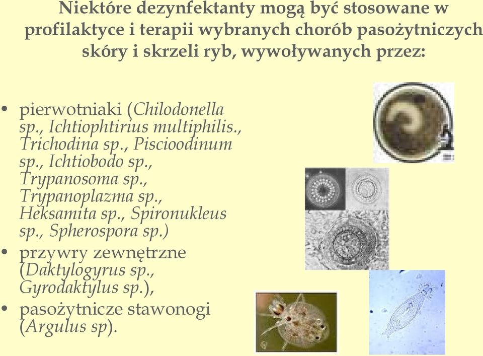 , Piscioodinum sp., Ichtiobodo sp., Trypanosoma sp., Trypanoplazma sp., Heksamita sp., Spironukleus sp.