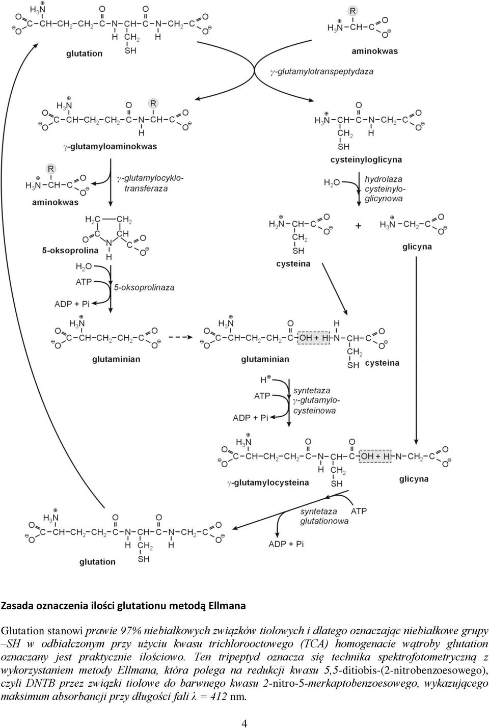 Ten tripeptyd oznacza się technika spektrofotometryczną z wykorzystaniem metody Ellmana, która polega na redukcji kwasu