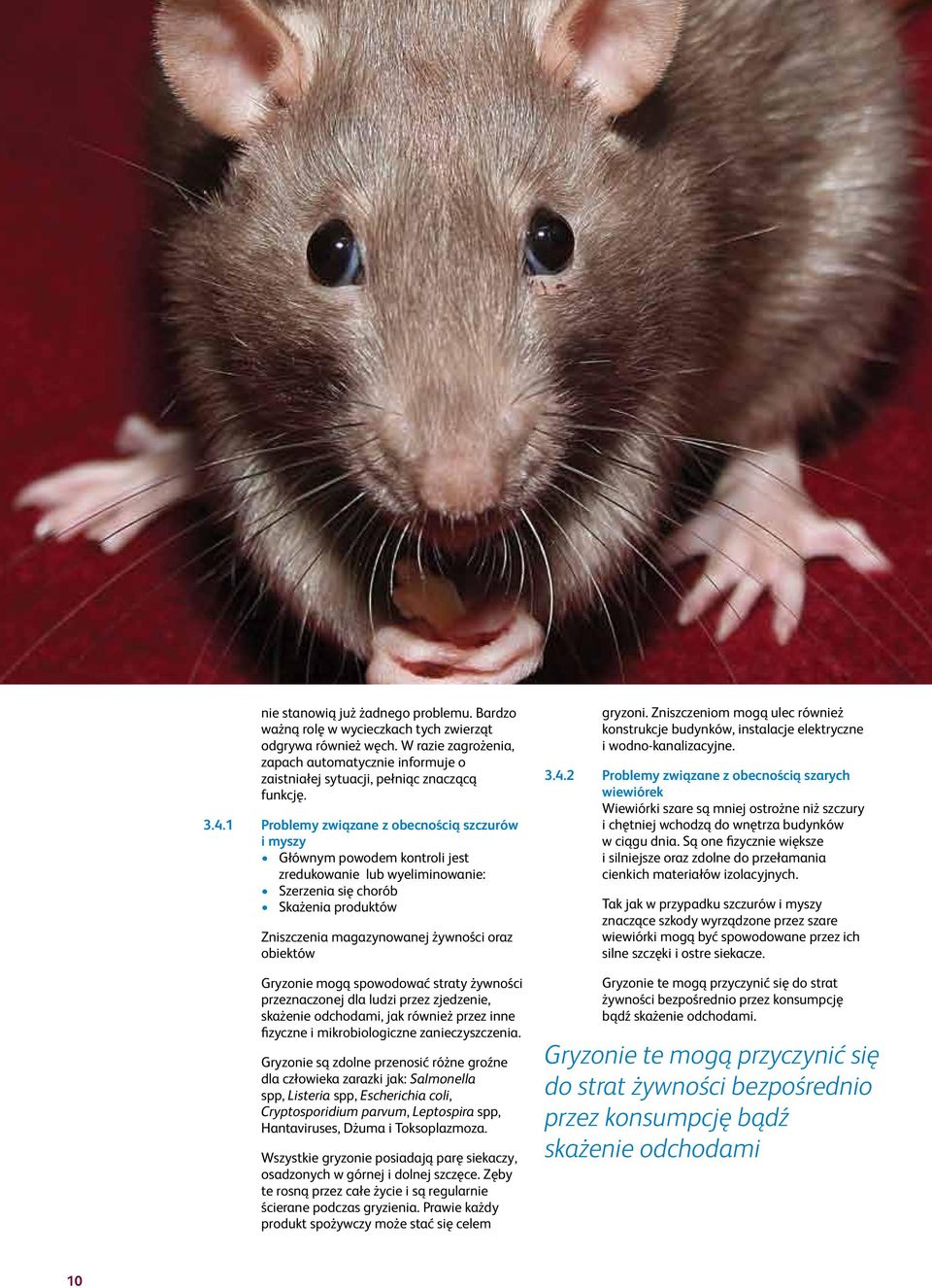 1 Problemy związane z obecnością szczurów i myszy Głównym powodem kontroli jest zredukowanie lub wyeliminowanie: Szerzenia się chorób Skażenia produktów Zniszczenia magazynowanej żywności oraz